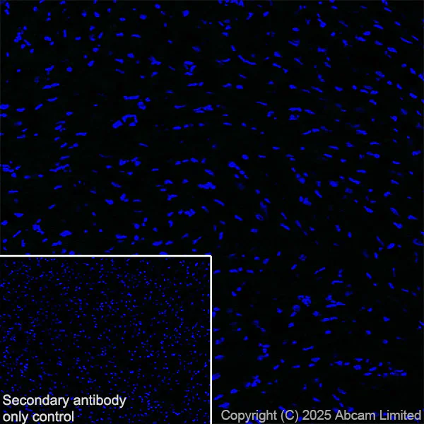 Immunohistochemistry (Frozen sections) - Anti-SV2C antibody [EPR30548-547] (AB324233)