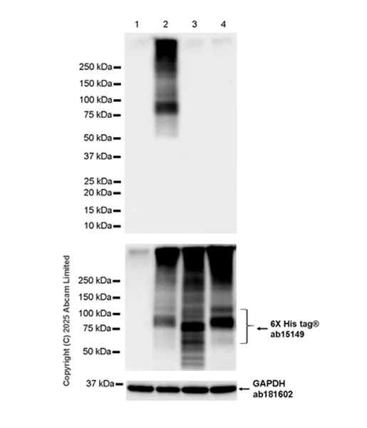 Western blot - Anti-SV2C antibody [EPR30548-547] (AB324233)