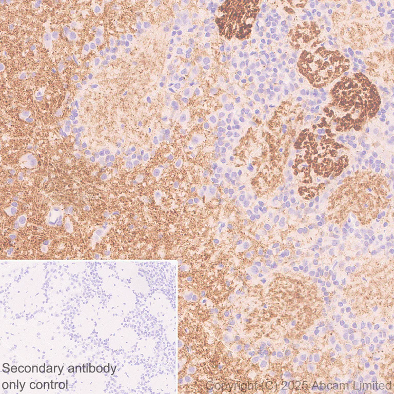 Immunohistochemistry (Formalin/PFA-fixed paraffin-embedded sections) - Anti-SV2C antibody [EPR30548-547] - BSA and Azide free (AB324234)