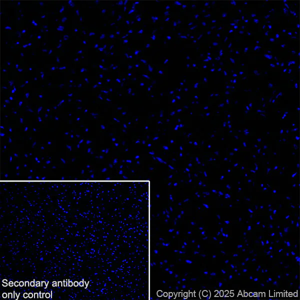 Immunohistochemistry (Frozen sections) - Anti-SV2C antibody [EPR30548-547] - BSA and Azide free (AB324234)