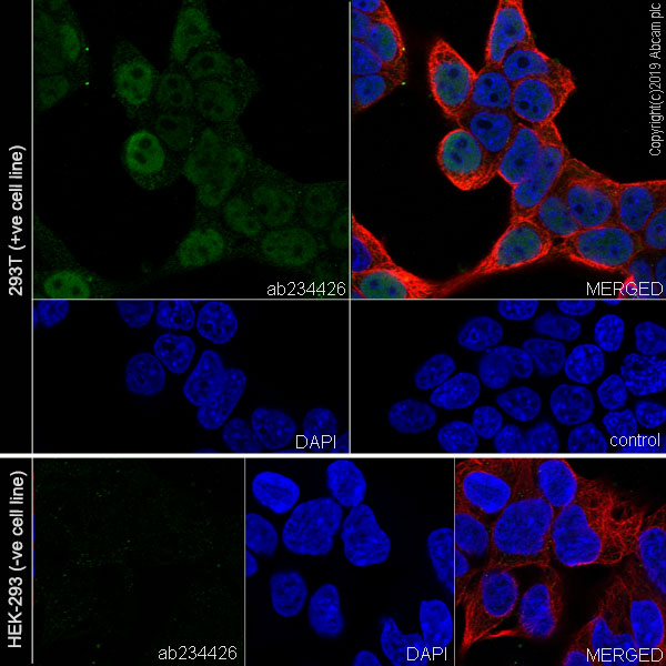 Immunocytochemistry/ Immunofluorescence - Anti-SV40 T-antigen antibody [EPR22694-148] (AB234426), expandable thumbnail
