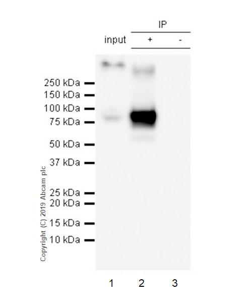 Immunoprecipitation - Anti-SV40 T-antigen antibody [EPR22694-148] (AB234426), expandable thumbnail