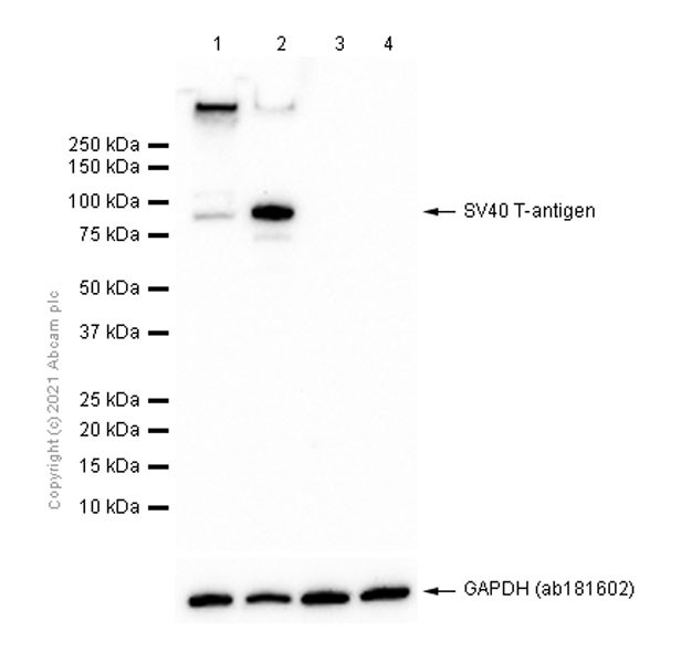 Western blot - Anti-SV40 T-antigen antibody [EPR22694-148] (AB234426), expandable thumbnail