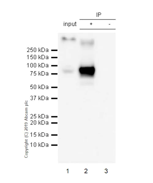 Immunoprecipitation - Anti-SV40 T-antigen antibody [EPR22694-148] - BSA and Azide free (AB255286)