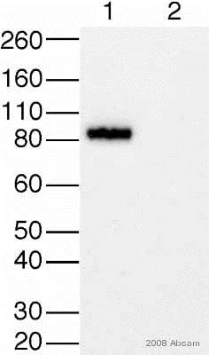 Western blot - Anti-SV40 T-antigen antibody [PAb416] (AB16879)