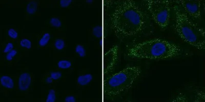 Immunocytochemistry/ Immunofluorescence - Anti-SV40 VP1 antibody (AB53977)