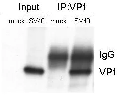 Immunoprecipitation - Anti-SV40 VP1 antibody (AB53977)
