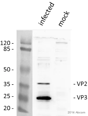 Western blot - Anti-SV40 VP2 + VP3 antibody (AB53983)