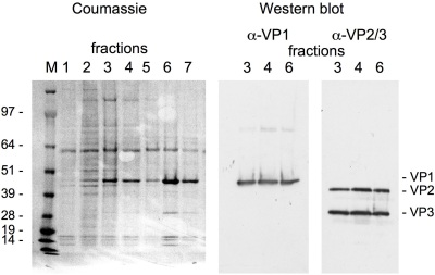 Western blot - Anti-SV40 VP2 + VP3 antibody (AB53983), expandable thumbnail