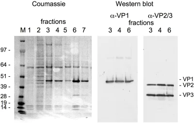 Western blot - Anti-SV40 VP2 + VP3 antibody (AB53983)
