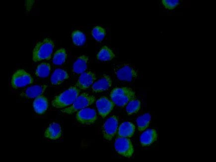 Immunocytochemistry/ Immunofluorescence - Anti-SVH antibody [EPR13763] - BSA and Azide free (AB250967)