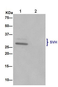 Immunoprecipitation - Anti-SVH antibody [EPR13763] - BSA and Azide free (AB250967), expandable thumbnail