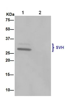 Immunoprecipitation - Anti-SVH antibody [EPR13763] - BSA and Azide free (AB250967)