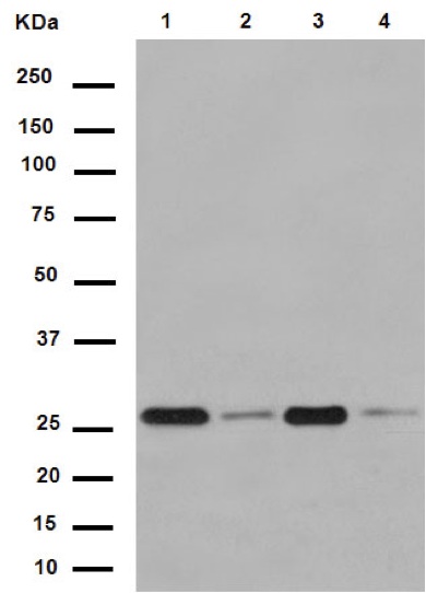Western blot - Anti-SVH antibody [EPR13763] - BSA and Azide free (AB250967), expandable thumbnail