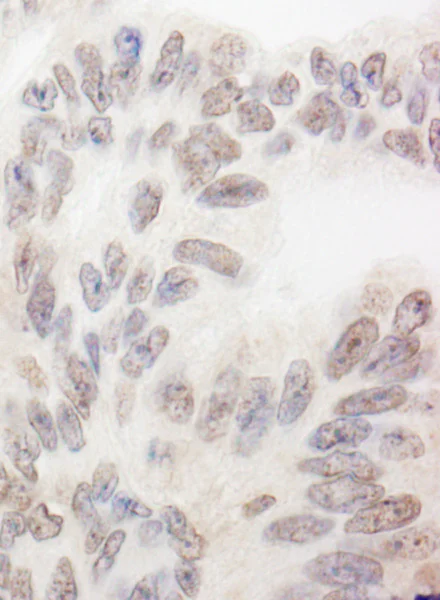 Immunohistochemistry (Formalin/PFA-fixed paraffin-embedded sections) - Anti-SWAN antibody (AB72319)