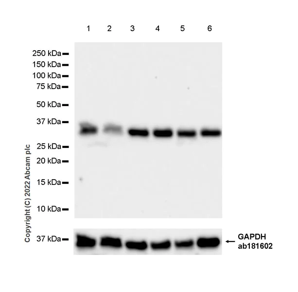 Western blot - Anti-Swd2 antibody [EPR27034-63] (AB307554)