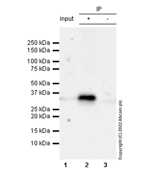 Immunoprecipitation - Anti-Swd2 antibody [EPR27034-63] - BSA and Azide free (AB307555)