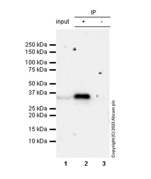 Immunoprecipitation - Anti-Swd2 antibody [EPR27034-63] - BSA and Azide free (AB307555)