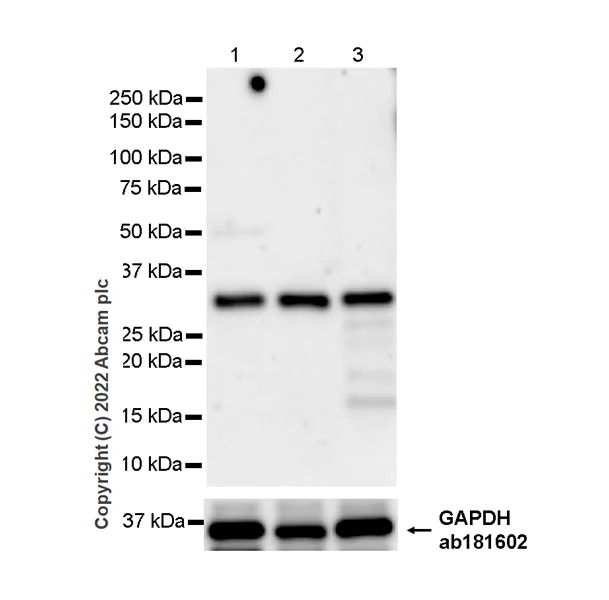 Western blot - Anti-Swd2 antibody [EPR27034-63] - BSA and Azide free (AB307555)