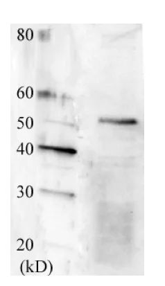 Western blot - Anti-Swi6 antibody (AB188276)