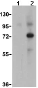 Western blot - Anti-Swine Influenza A Hemagglutinin antibody (AB91530)