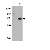 Western blot - Anti-Swine Influenza A Hemagglutinin antibody (AB91641)