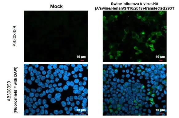 Immunocytochemistry/ Immunofluorescence - Anti-Swine Influenza A virus G4 EA H1N1 HA Hemagglutinin antibody [HL1342] (AB308359)