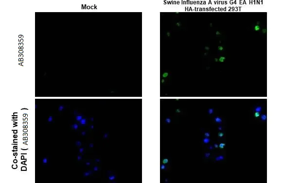 Immunohistochemistry (Formalin/PFA-fixed paraffin-embedded sections) - Anti-Swine Influenza A virus G4 EA H1N1 HA Hemagglutinin antibody [HL1342] (AB308359)