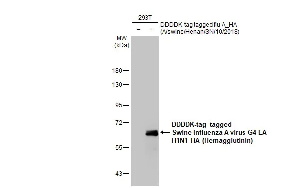 Western blot - Anti-Swine Influenza A virus G4 EA H1N1 HA Hemagglutinin antibody [HL1342] (AB308359)