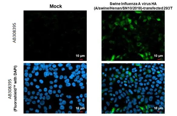 Immunocytochemistry/ Immunofluorescence - Anti-Swine Influenza A virus G4 EA H1N1 HA (Hemagglutinin) antibody [HL1343] (AB308395), expandable thumbnail