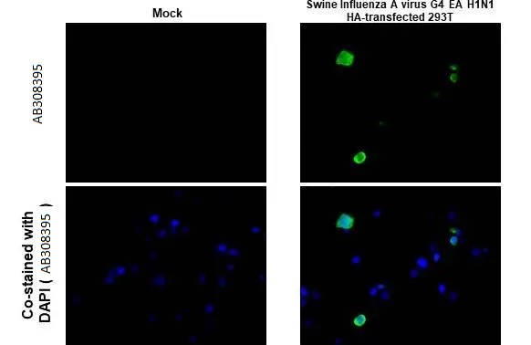 Immunohistochemistry (Formalin/PFA-fixed paraffin-embedded sections) - Anti-Swine Influenza A virus G4 EA H1N1 HA (Hemagglutinin) antibody [HL1343] (AB308395), expandable thumbnail
