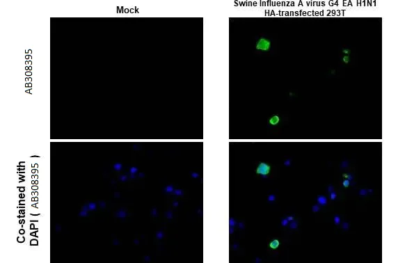 Immunohistochemistry (Formalin/PFA-fixed paraffin-embedded sections) - Anti-Swine Influenza A virus G4 EA H1N1 HA (Hemagglutinin) antibody [HL1343] (AB308395)