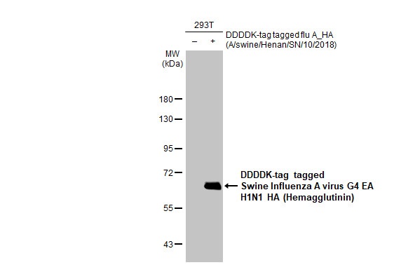 Western blot - Anti-Swine Influenza A virus G4 EA H1N1 HA (Hemagglutinin) antibody [HL1343] (AB308395), expandable thumbnail