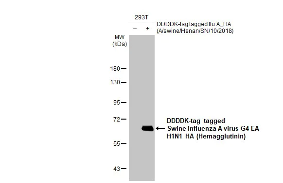 Western blot - Anti-Swine Influenza A virus G4 EA H1N1 HA (Hemagglutinin) antibody [HL1343] (AB308395)