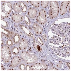 Immunohistochemistry (Formalin/PFA-fixed paraffin-embedded sections) - Anti-SWSAP1 antibody (AB185360), expandable thumbnail