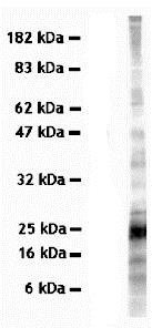 Western blot - Anti-SYBL1/VAMP-7 antibody [158.2] (AB36195), expandable thumbnail