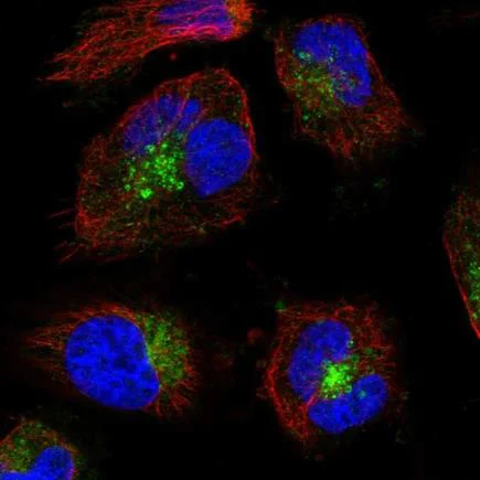 Immunocytochemistry/ Immunofluorescence - Anti-SYBL1/VAMP-7 antibody (AB224535)