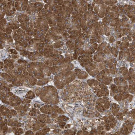 Immunohistochemistry (Formalin/PFA-fixed paraffin-embedded sections) - Anti-SYBL1/VAMP-7 antibody (AB224535)