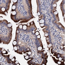 Immunohistochemistry (Formalin/PFA-fixed paraffin-embedded sections) - Anti-SYCE1 antibody (AB122634), expandable thumbnail