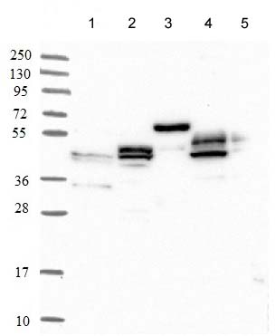 Western blot - Anti-SYCE1 antibody (AB122634), expandable thumbnail