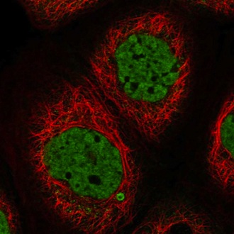 Immunocytochemistry/ Immunofluorescence - Anti-SYCP2L antibody (AB122224), expandable thumbnail