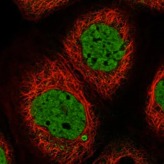 Immunocytochemistry/ Immunofluorescence - Anti-SYCP2L antibody (AB122224)