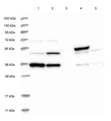Western blot - Anti-SYCP2L antibody (AB122224), expandable thumbnail