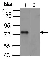 Western blot - Anti-Syk antibody (AB155187)