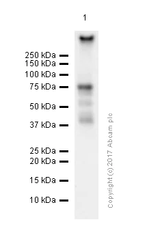 Western blot - Anti-Syk antibody [EP573Y] (AB40781)