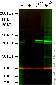 Western blot - Anti-Syk antibody [EP573Y] (AB40781)