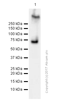 Western blot - Anti-Syk antibody [EP573Y] (AB40781)