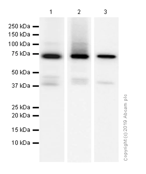 Western blot - Anti-Syk antibody [EP573Y] - BSA and Azide free (AB190176)