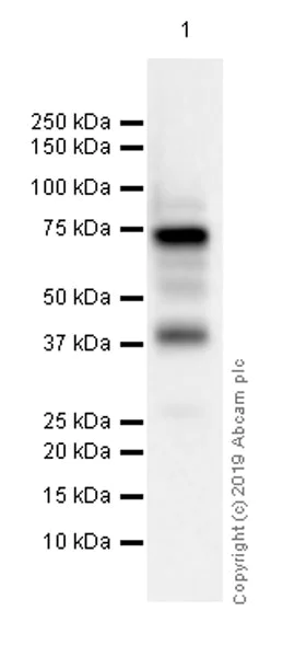 Western blot - Anti-Syk antibody [EP573Y] - BSA and Azide free (AB190176)