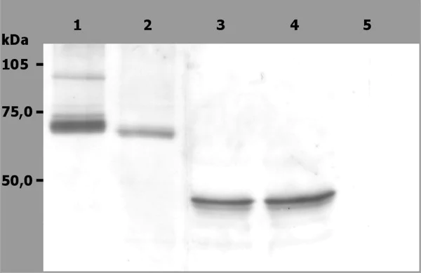 Western blot - Anti-Syk antibody [SYK-01] (AB3993)